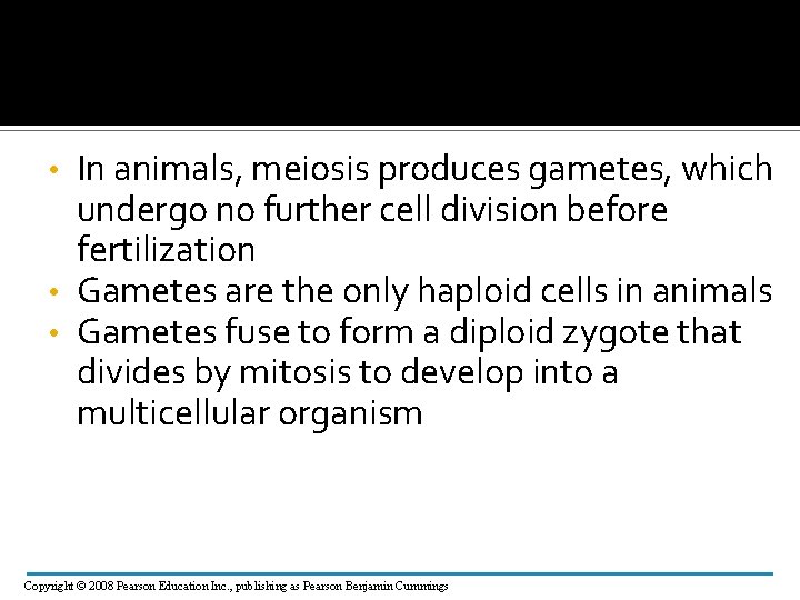 In animals, meiosis produces gametes, which undergo no further cell division before fertilization •