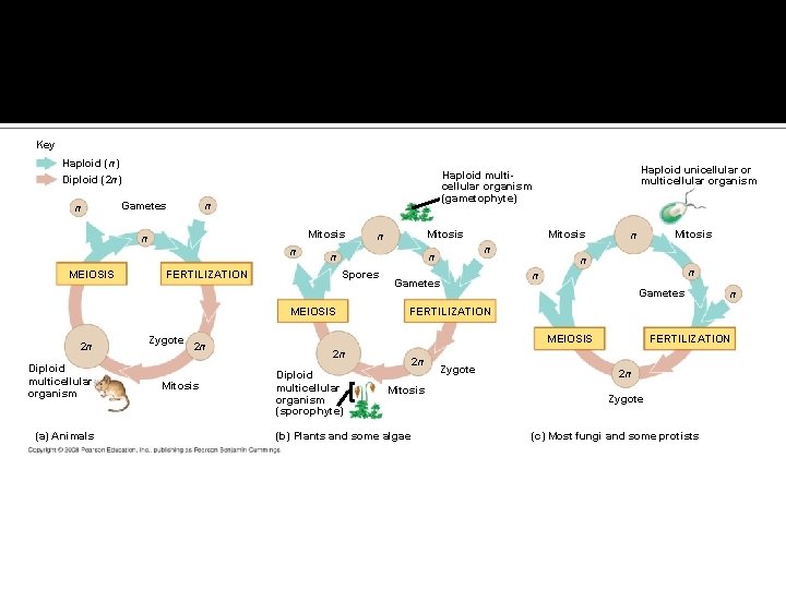 Fig. 13 -6 Key Haploid (n) n Gametes n Mitosis n n MEIOSIS FERTILIZATION