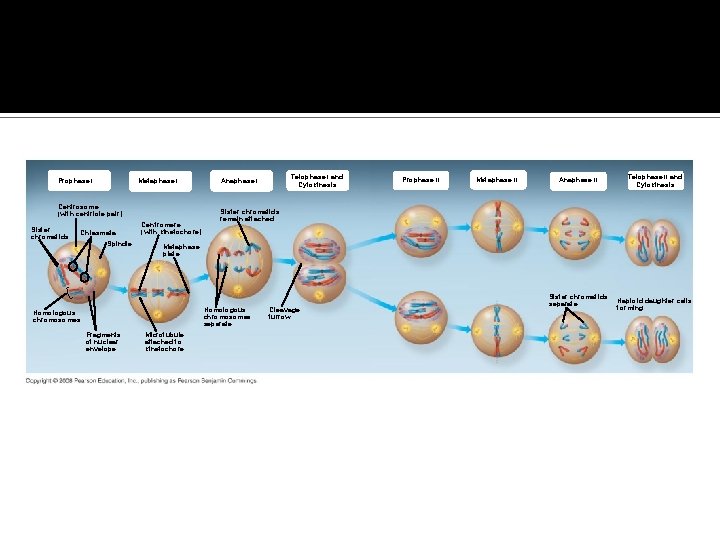 Fig. 13 -8 Metaphase I Prophase I Centrosome (with centriole pair) Sister chromatids Chiasmata