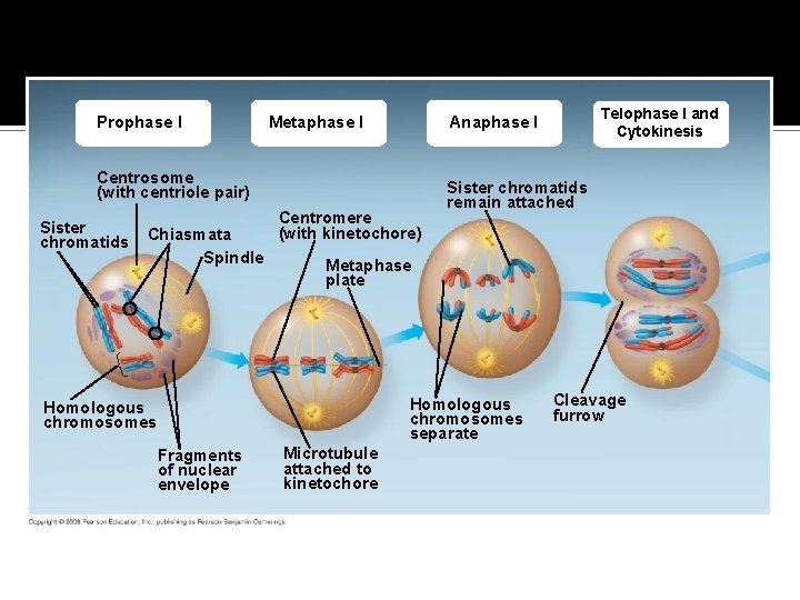 Fig. 13 -8 a Prophase I Metaphase I Centrosome (with centriole pair) Sister chromatids