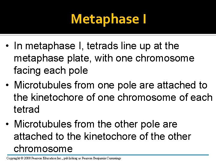 Metaphase I • In metaphase I, tetrads line up at the metaphase plate, with