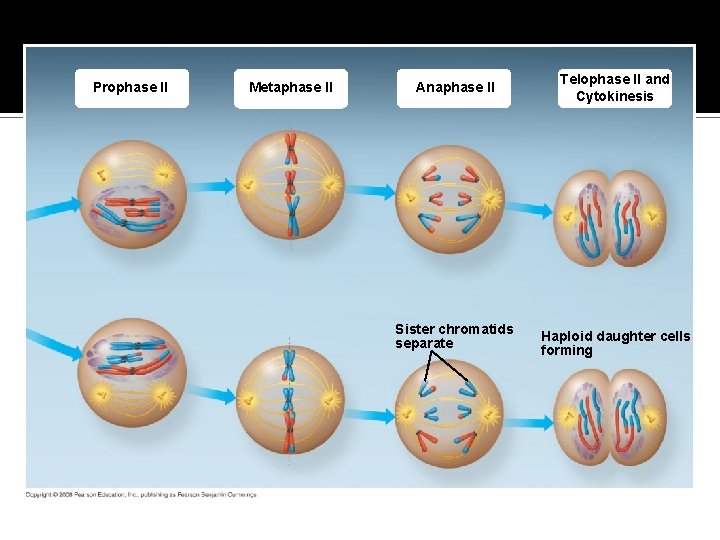 Fig. 13 -8 d Prophase II Metaphase II Anaphase II Telophase II and Cytokinesis