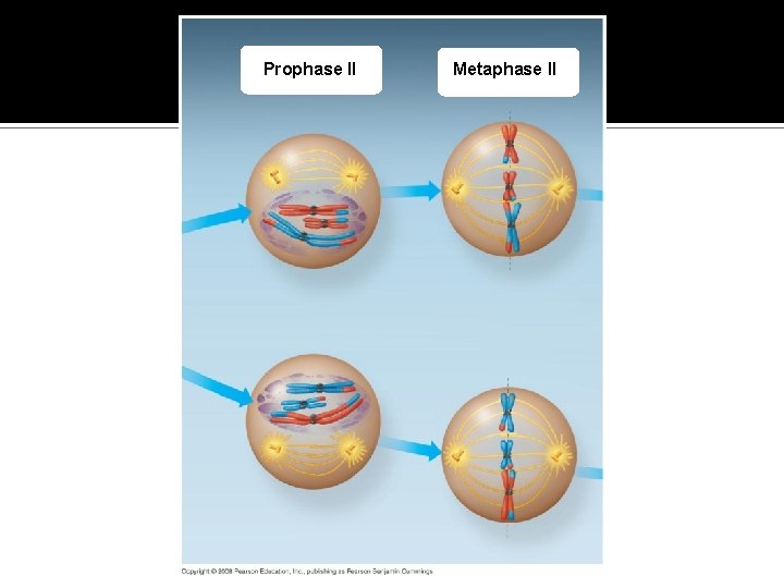 Fig. 13 -8 e Prophase II Metaphase II 