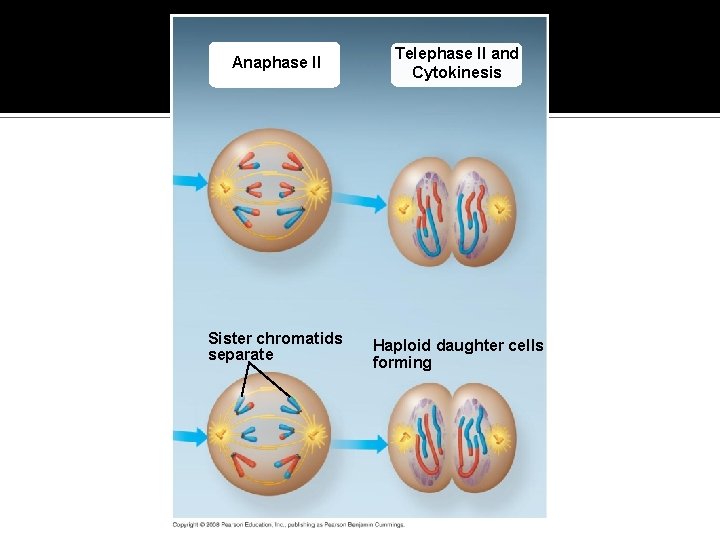 Fig. 13 -8 f Anaphase II Telephase II and Cytokinesis Sister chromatids separate Haploid