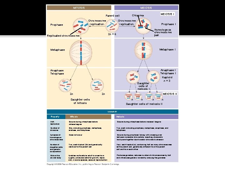 Fig. 13 -9 MITOSIS MEIOSIS Parent cell Chromosome replication Prophase Chiasma Chromosome replication Prophase