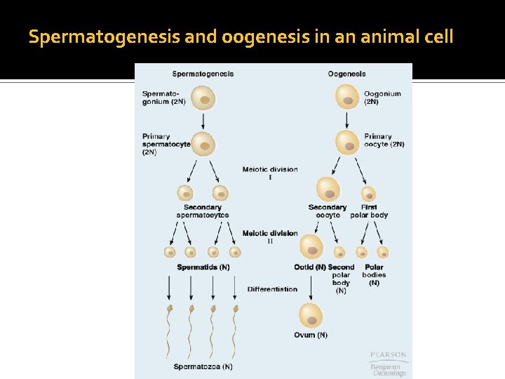 Spermatogenesis and oogenesis in an animal cell 