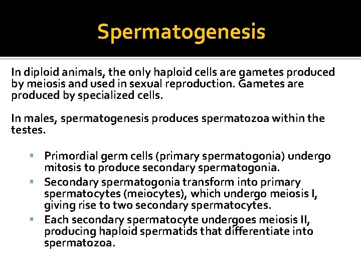 Spermatogenesis In diploid animals, the only haploid cells are gametes produced by meiosis and