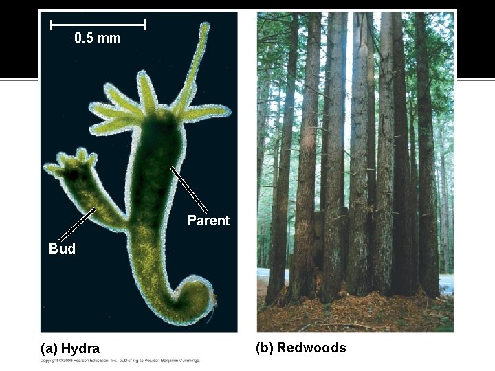 Fig. 13 -2 0. 5 mm Parent Bud (a) Hydra (b) Redwoods 