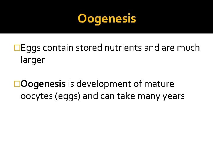 Oogenesis �Eggs contain stored nutrients and are much larger �Oogenesis is development of mature