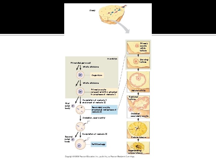 Fig. 46 -12 e Ovary Primary oocyte within follicle In embryo Growing follicle Primordial