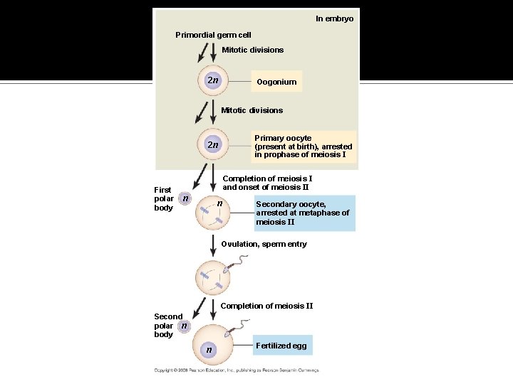 Fig. 46 -12 g In embryo Primordial germ cell Mitotic divisions 2 n Oogonium