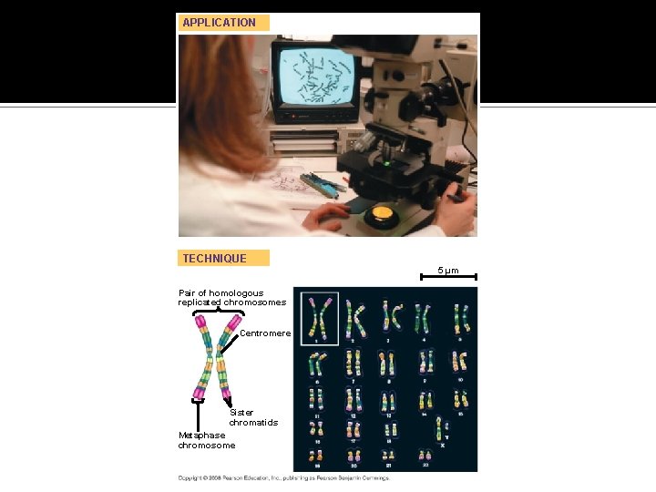 Fig. 13 -3 APPLICATION TECHNIQUE 5 µm Pair of homologous replicated chromosomes Centromere Sister