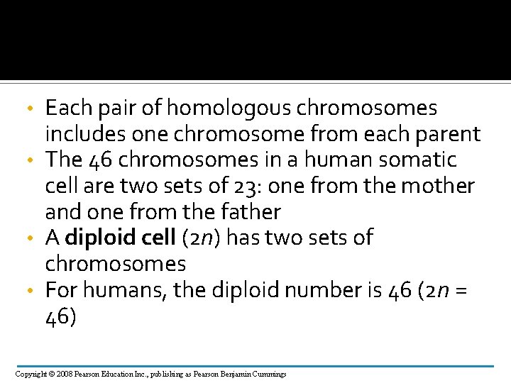 Each pair of homologous chromosomes includes one chromosome from each parent • The 46