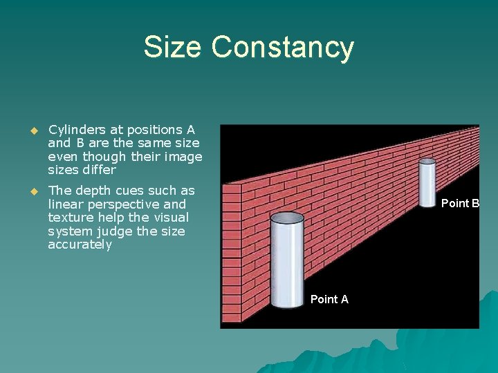 Size Constancy u Cylinders at positions A and B are the same size even