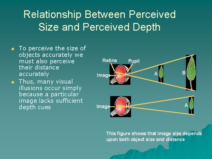 Relationship Between Perceived Size and Perceived Depth u u To perceive the size of