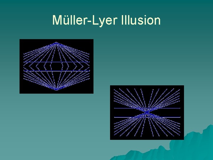 Müller-Lyer Illusion 