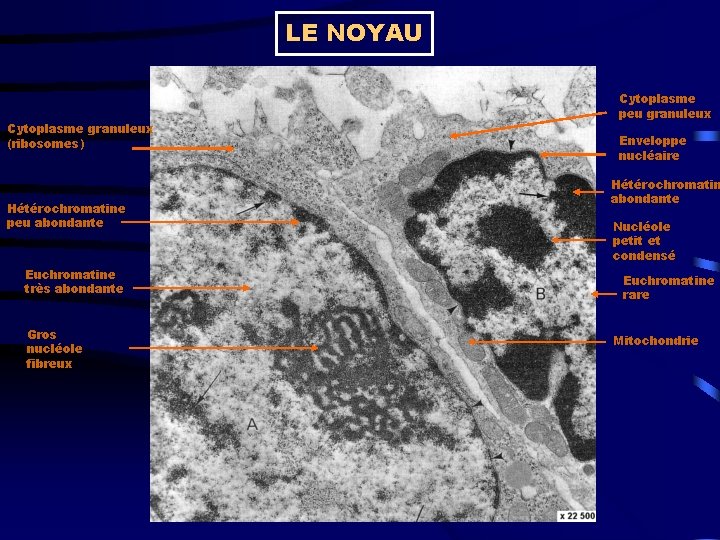 LE NOYAU Cytoplasme granuleux (ribosomes) Hétérochromatine peu abondante Euchromatine très abondante Gros nucléole fibreux