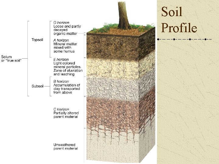 Soil Profile 