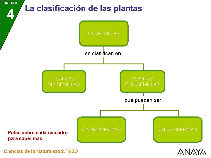 UNIDAD 4 La clasificación de las plantas LAS PLANTAS se clasifican en PLANTAS SIN