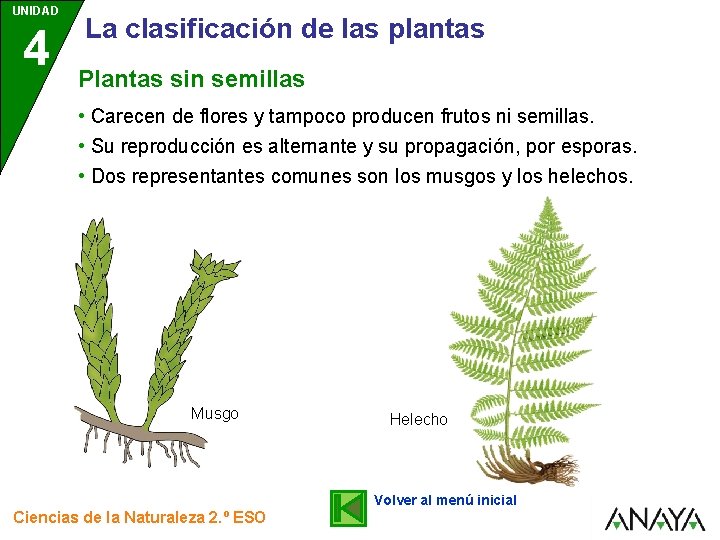 UNIDAD 4 La clasificación de las plantas Plantas sin semillas • Carecen de flores