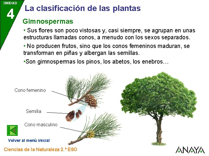 UNIDAD 4 La clasificación de las plantas Gimnospermas • Sus flores son poco vistosas