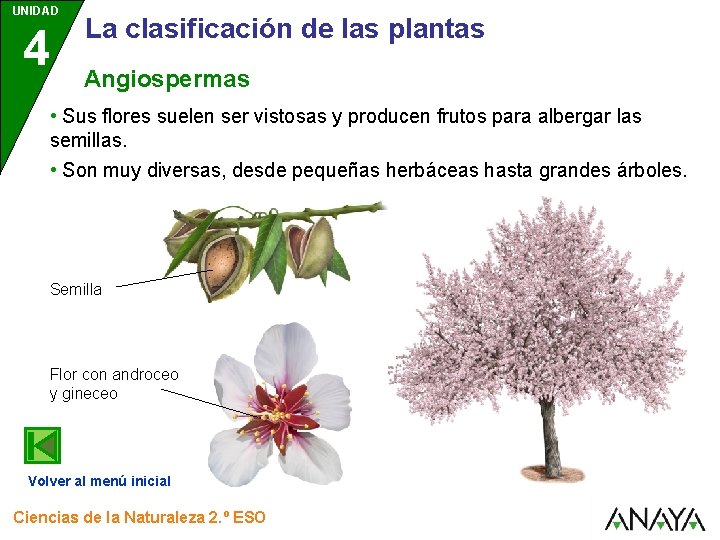 UNIDAD 4 La clasificación de las plantas Angiospermas • Sus flores suelen ser vistosas