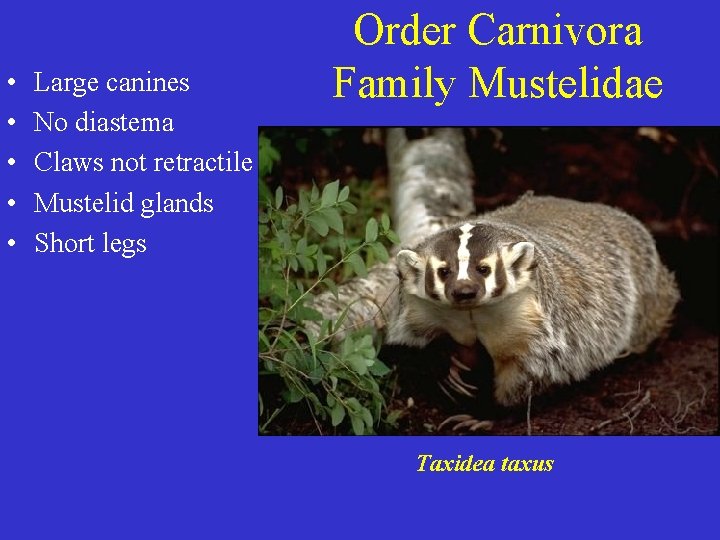  • • • Large canines No diastema Claws not retractile Mustelid glands Short