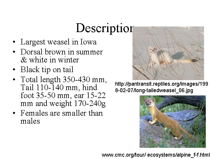 Description • Largest weasel in Iowa • Dorsal brown in summer & white in
