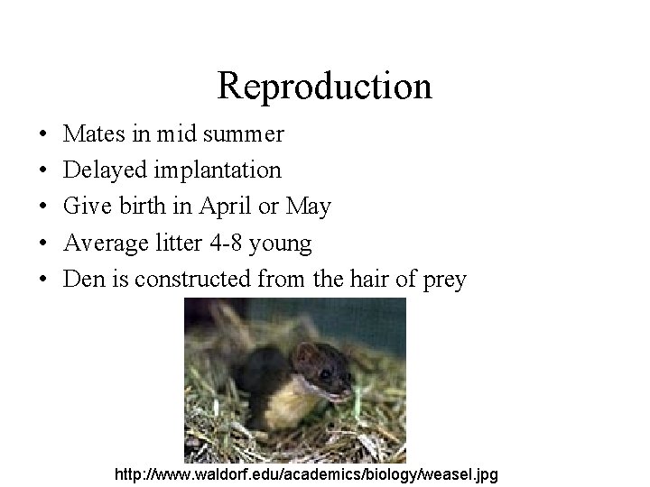 Reproduction • • • Mates in mid summer Delayed implantation Give birth in April