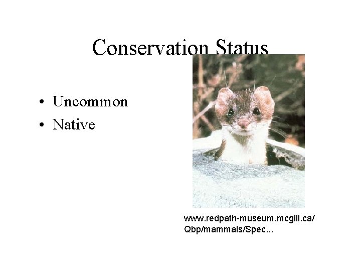 Conservation Status • Uncommon • Native www. redpath-museum. mcgill. ca/ Qbp/mammals/Spec. . . 