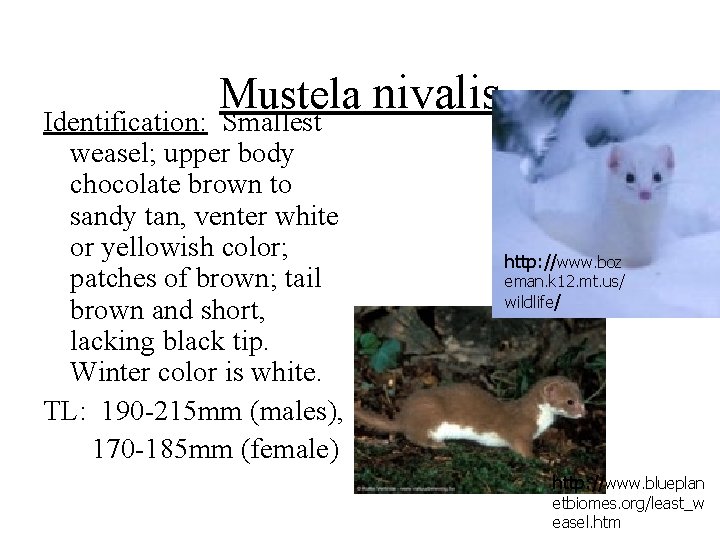 Mustela nivalis Identification: Smallest weasel; upper body chocolate brown to sandy tan, venter white