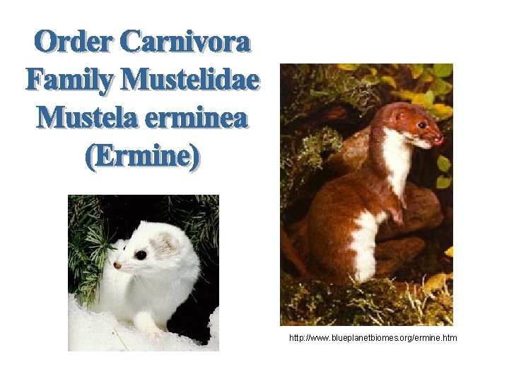 http: //www. blueplanetbiomes. org/ermine. htm 