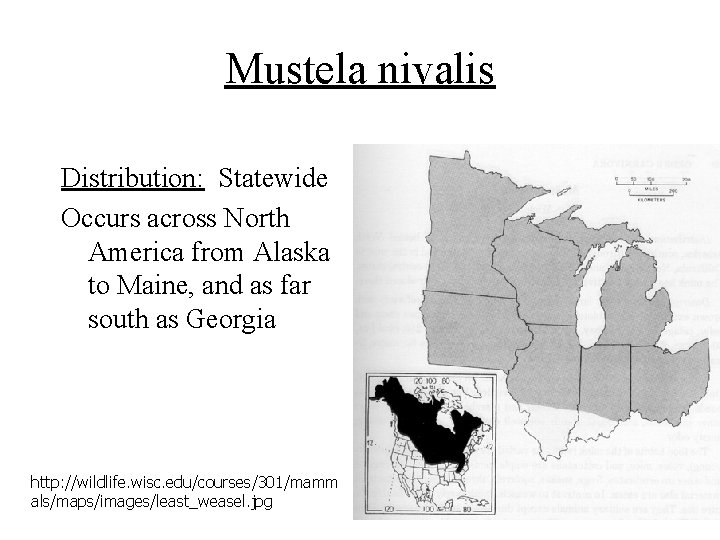 Mustela nivalis Distribution: Statewide Occurs across North America from Alaska to Maine, and as