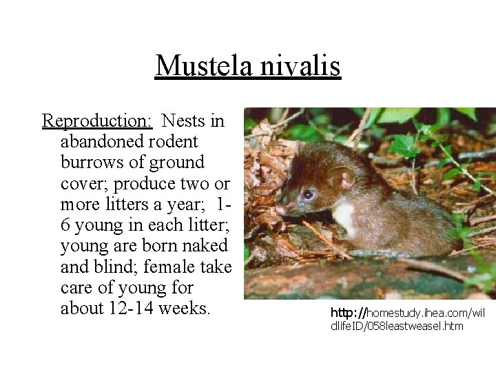 Mustela nivalis Reproduction: Nests in abandoned rodent burrows of ground cover; produce two or