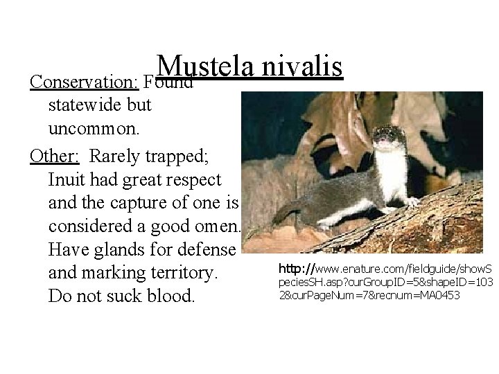 Mustela nivalis Conservation: Found statewide but uncommon. Other: Rarely trapped; Inuit had great respect