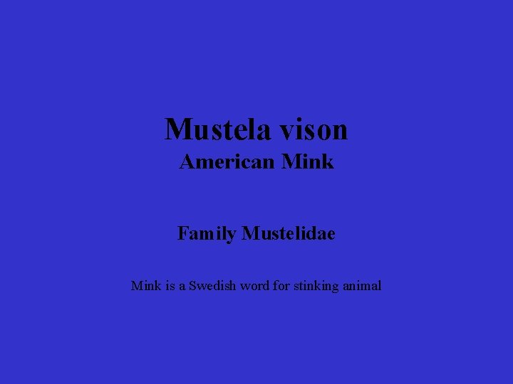 Mustela vison American Mink Family Mustelidae Mink is a Swedish word for stinking animal