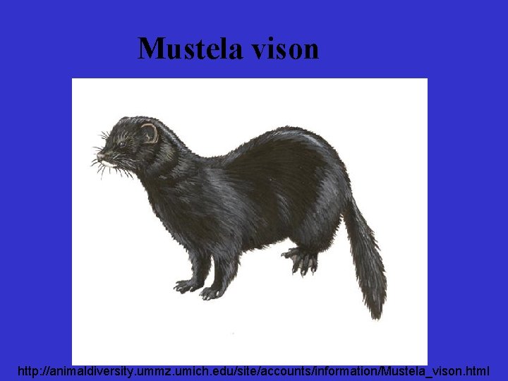 Mustela vison http: //animaldiversity. ummz. umich. edu/site/accounts/information/Mustela_vison. html 