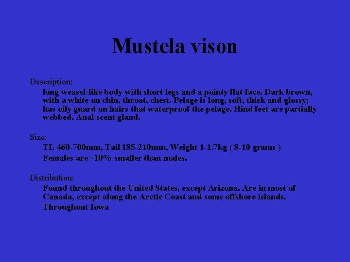 Mustela vison Description: long weasel-like body with short legs and a pointy flat face.