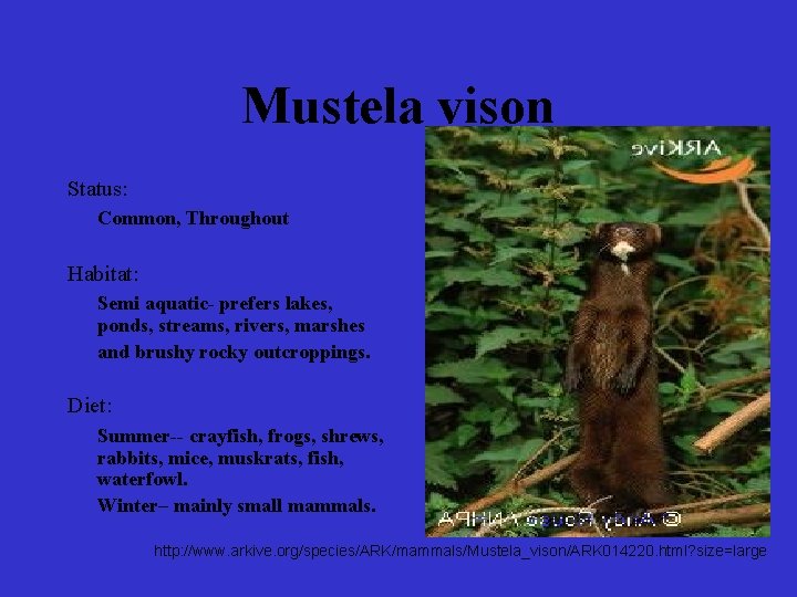 Mustela vison Status: Common, Throughout Habitat: Semi aquatic- prefers lakes, ponds, streams, rivers, marshes