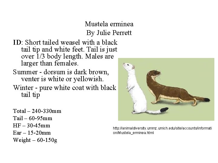 Mustela erminea By Julie Perrett ID: Short tailed weasel with a black tail tip