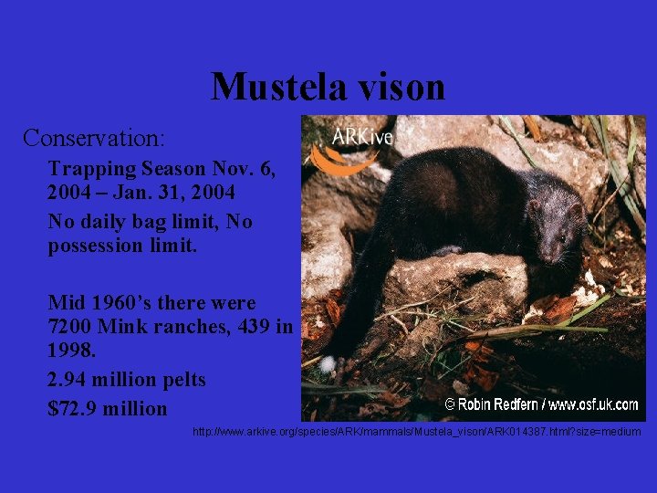 Mustela vison Conservation: Trapping Season Nov. 6, 2004 – Jan. 31, 2004 No daily