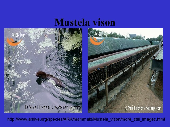 Mustela vison http: //www. arkive. org/species/ARK/mammals/Mustela_vison/more_still_images. html 