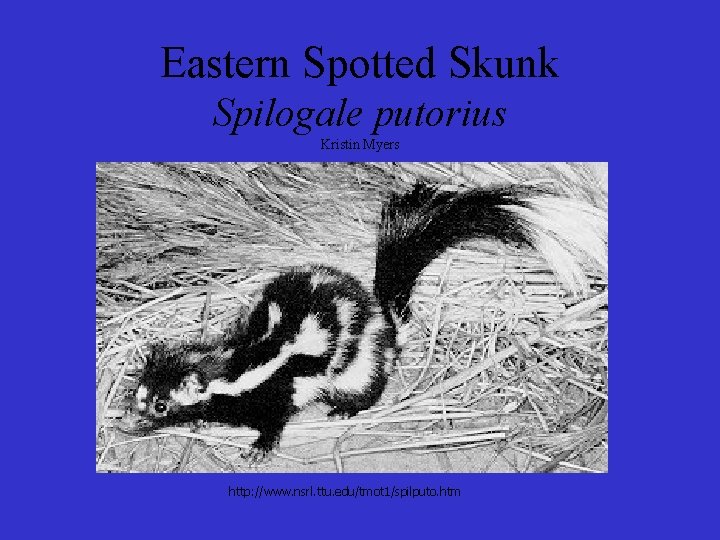 Eastern Spotted Skunk Spilogale putorius Kristin Myers http: //www. nsrl. ttu. edu/tmot 1/spilputo. htm