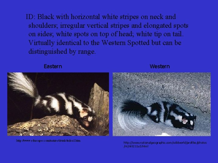 ID: Black with horizontal white stripes on neck and shoulders; irregular vertical stripes and