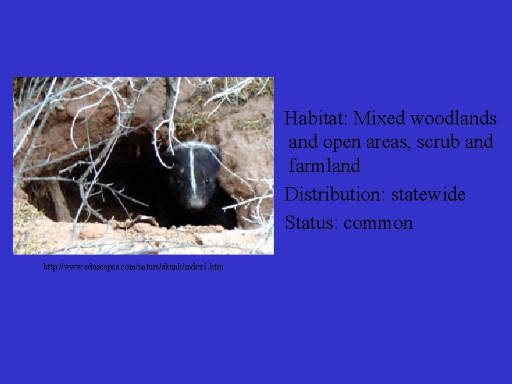 Habitat: Mixed woodlands and open areas, scrub and farmland Distribution: statewide Status: common http: