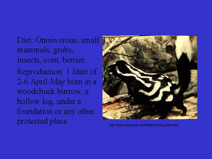 Diet: Omnivorous; small mammals, grubs, insects, corn, berries Reproduction: 1 litter of 2 -6