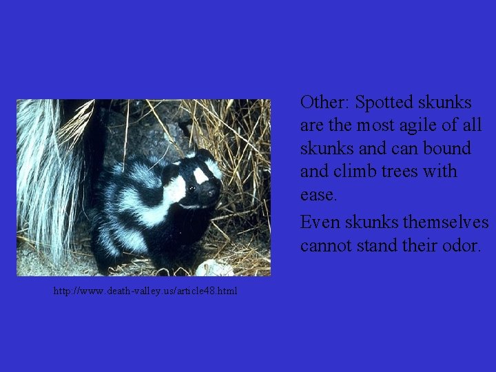 Other: Spotted skunks are the most agile of all skunks and can bound and