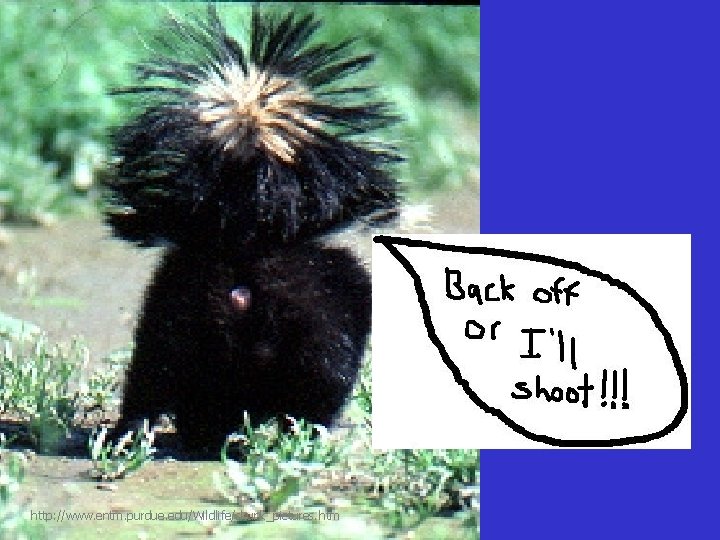 http: //www. entm. purdue. edu/Wildlife/skunk_pictures. htm 