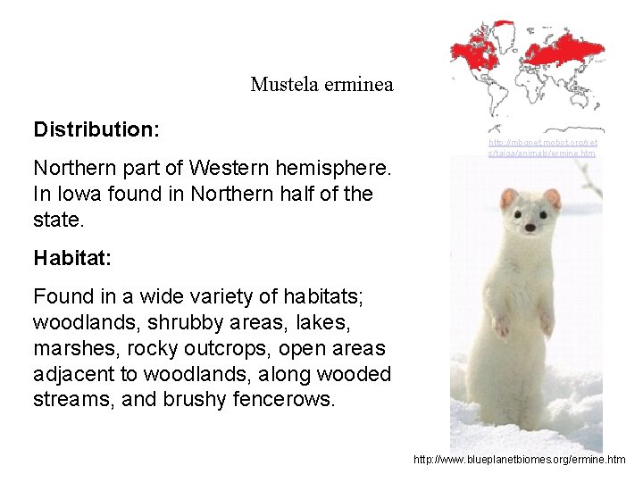 Mustela erminea Distribution: Northern part of Western hemisphere. In Iowa found in Northern half