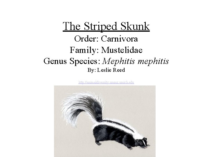 The Striped Skunk Order: Carnivora Family: Mustelidae Genus Species: Mephitis mephitis By: Leslie Reed